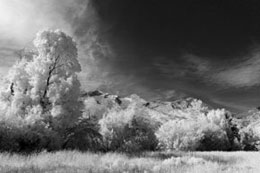 Extreme Color IR Filter (590nm) - B&W Image Conversion